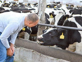 immagine di un veterinario che controlla dei bovini