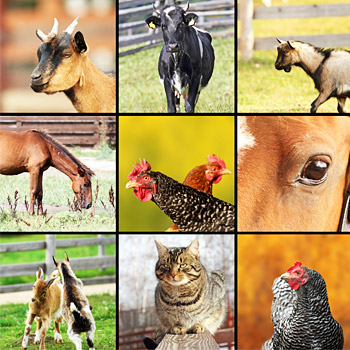 Immagine raffigurante vari animali