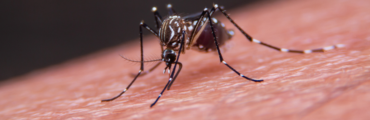 Fake: nuovo corona virus trasmesso attraverso puntura di zanzara