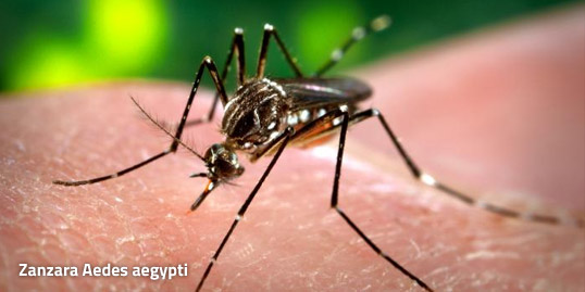 Immagine della zanzara che trasmette la malattia