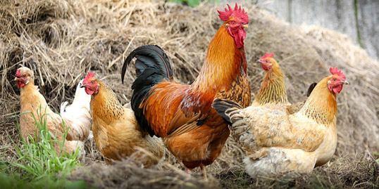 immagine raffigurante polli e galline