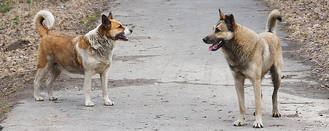 immagine di due cani randagi