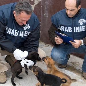 Due Carabinieri del NAS intenti a controllare il benessere di alcuni cuccioli di cane