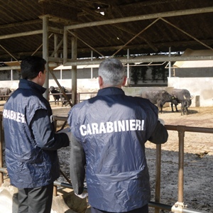 Carabinieri ispezionano un allevamento