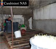 Sequestro di soia irregolare da parte dei Carabinieri dei NAS