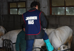 Controlli del NAS di Perugia negli allevamenti bovini