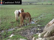 cavalli sottoposti a maltrattamenti sequestrati dal NAS di Roma