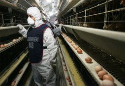 Controllo di uno stabilimento di produzione di uova