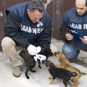 immagine di archivio con carabinieri NAS con alcuni cuccioli