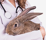 immagine di un coniglio in braccio a un veterinario