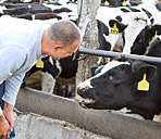 Immagine di un operatore che controlla lo stato di salute di alcune mucche
