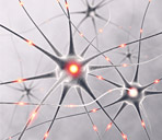 immagine raffigurante dei neuroni