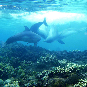 immagine di alcuni cetacei nell'acqua bassa
