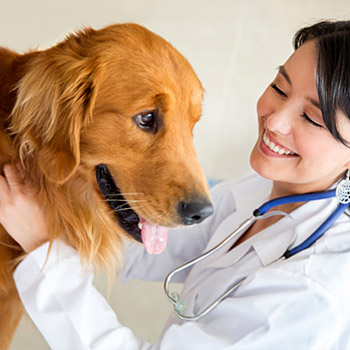 immagine di una veterinaria che visita un cane