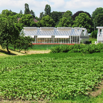 immagine di un campo coltivato