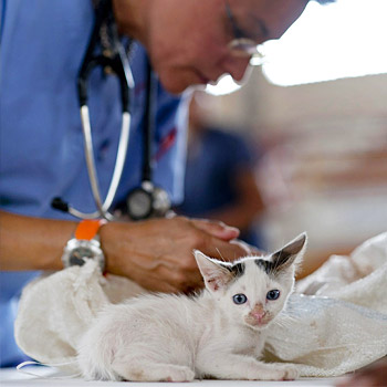 immagine di una veterinaria con alcuni animali