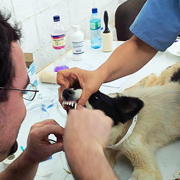 immagine di un veterinario che cura un cane