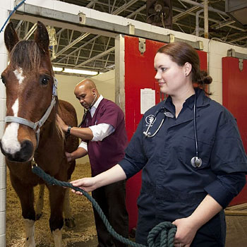 immagine di due veterinari che visitano un cavallo