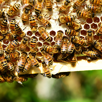 immagini di alcune api