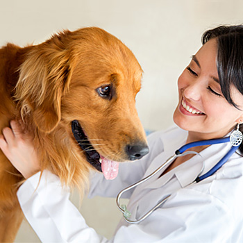 immagine un veterinario con un cane