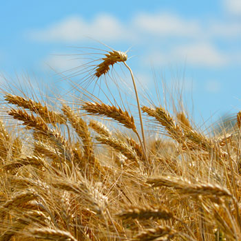 immagine di un campo di grano