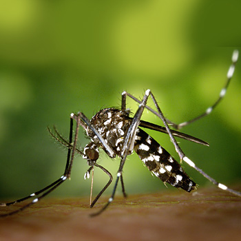 immagine di zanzara