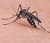 Immagine di una zanzara