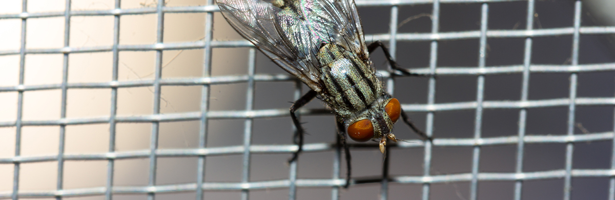 Fake: le mosche possono diffondere l’infezione da coronavirus