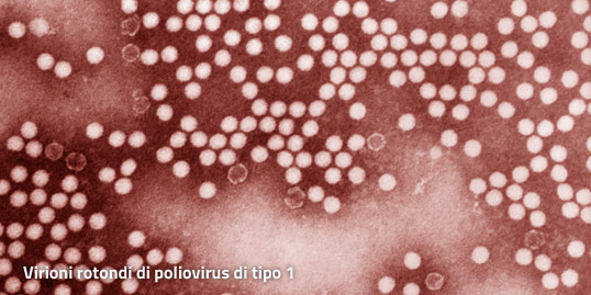 Immagine raffigurante il poliovirus