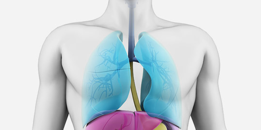 Immagine raffigurante i polmoni