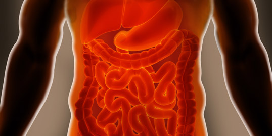 Immagine raffigurante un intestino
