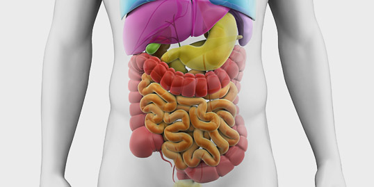 illustrazione raffigurante un intestino