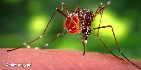 immagine di una zanzara che trasmette la dengue