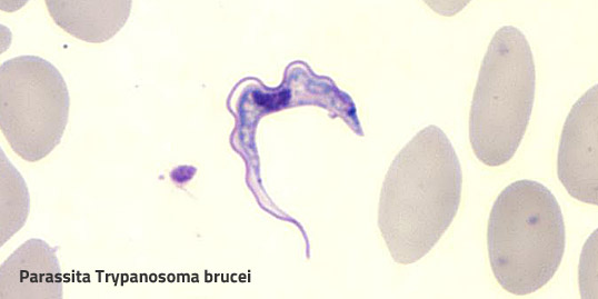 Immagine del parassita che causa la malattia