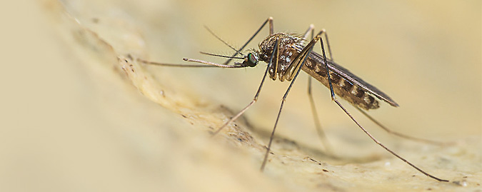 Immagine di una zanzara-vettore