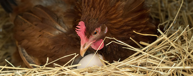 immagine di una gallina che cova un uovo