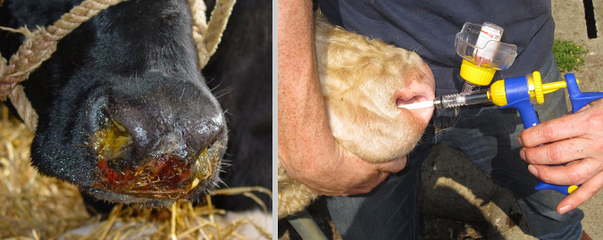 immagine di un bovino malato e di un bovino vaccinato