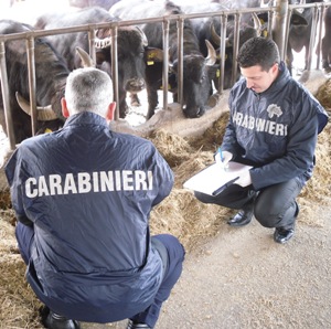 Carabinieri NAS durante un sopralluogo ad un allevamento di bovini