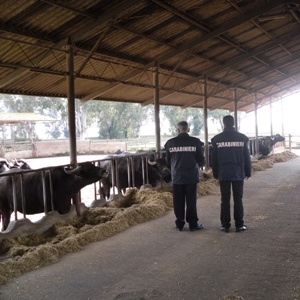 Carabinieri NAS durante un'attività ispettiva in un allevamento di bovini