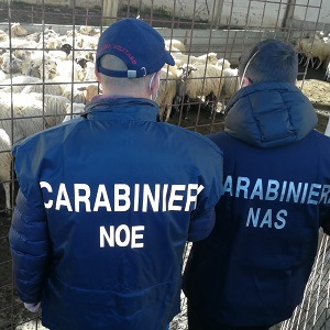 Carabinieri del NAS e del NOE durante un'attività ispettiva presso un allevamento ovi-caprino