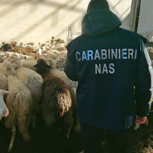 Carabinieri NAS durante un'attività ispettiva presso un allevamento ovino
