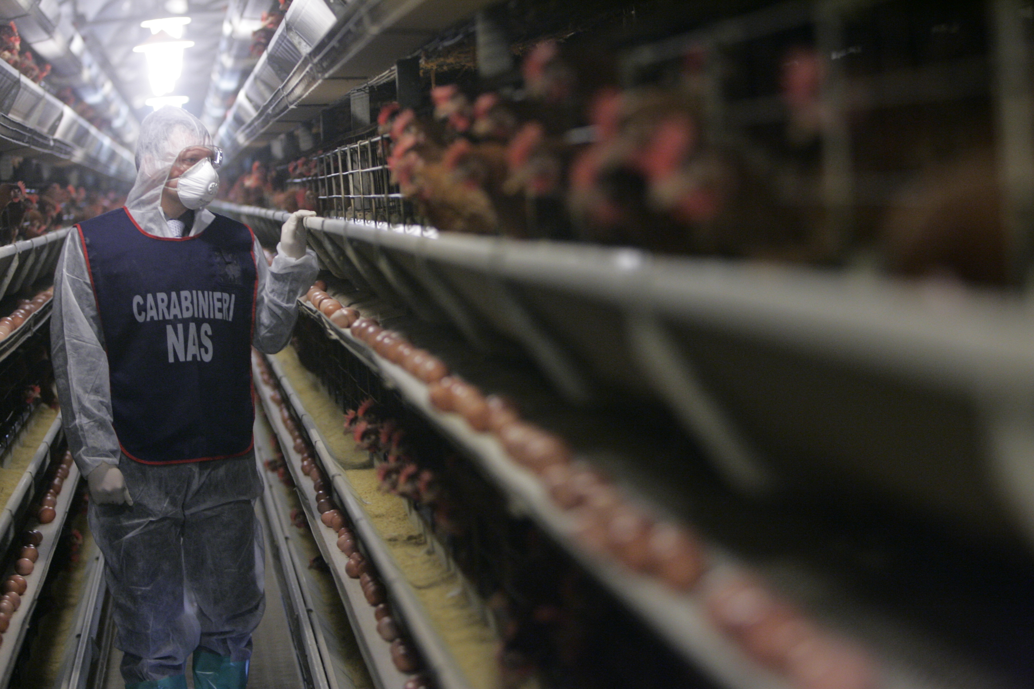 Carabiniere Nas nel corso di un controllo in un allevamento di galline 