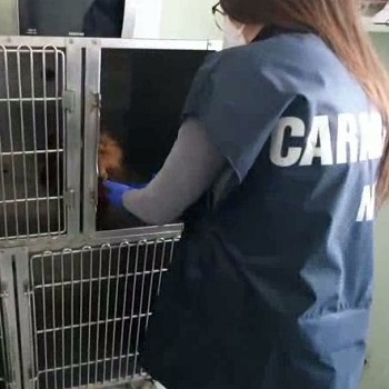 Carabinieri NAS durante un'attività ispettiva presso uno studio veterinario