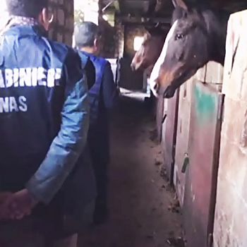 immagine di carabinieri NAS che ispezionano la stalla