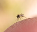 Immagine di una zanzara 