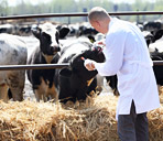 Veterinario che controlla allevamento di mucche