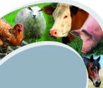 Immagine raffigurante pollo, pecora, mucca, maiale e cavallo