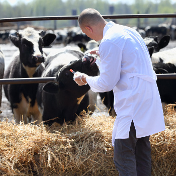 Immagine raffigurante un veterinario in un allevamento di mucche