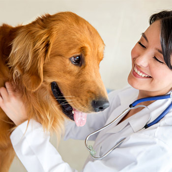 immagine di una veterinaria al lavoro