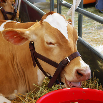 immagine di una mucca che mangia